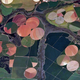 Satellite photos of farms in Brazil, Image: NASA’s Earth Observatory